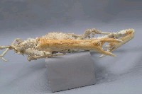 雙裂牛角蟹藏品圖，第6張